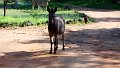 Zonkie Matobo
